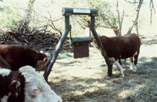 Cows love the Sittner Cattle Oiler!